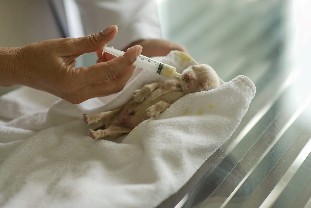 When do I step in and help supplement feed a puppy or kitten? (The Nursing Ladder)