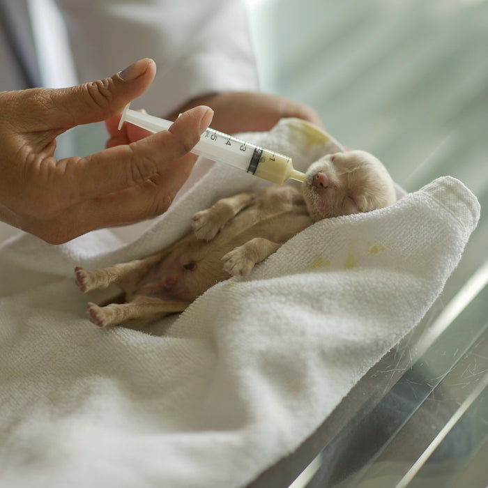 When do I step in and help supplement feed a puppy or kitten? (The Nursing Ladder)