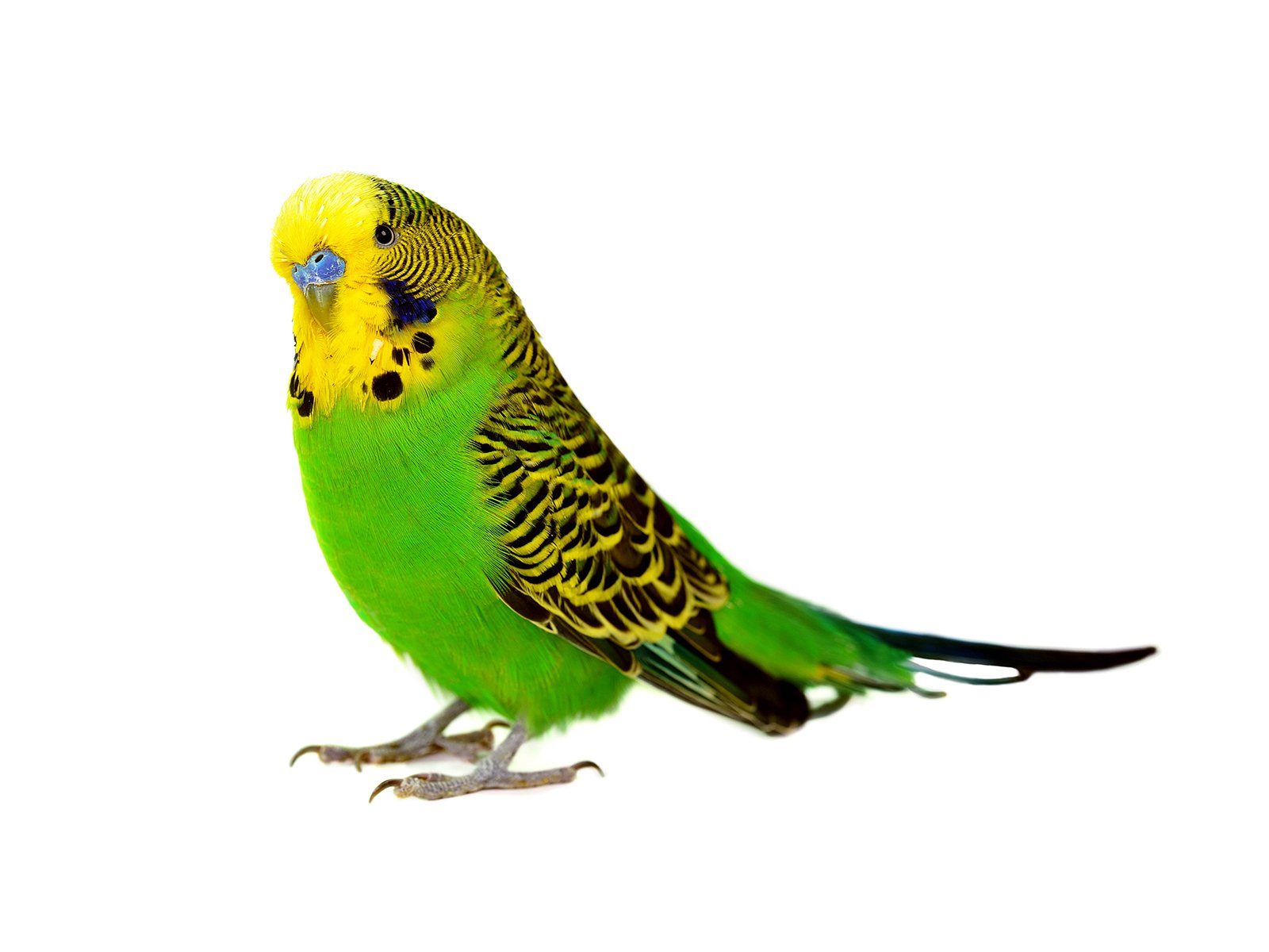 Lifeline Pet Supplies