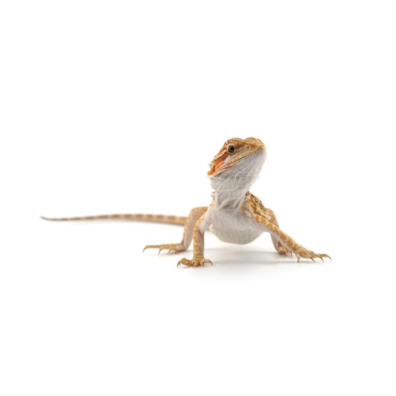 Lifeline Pet Supplies